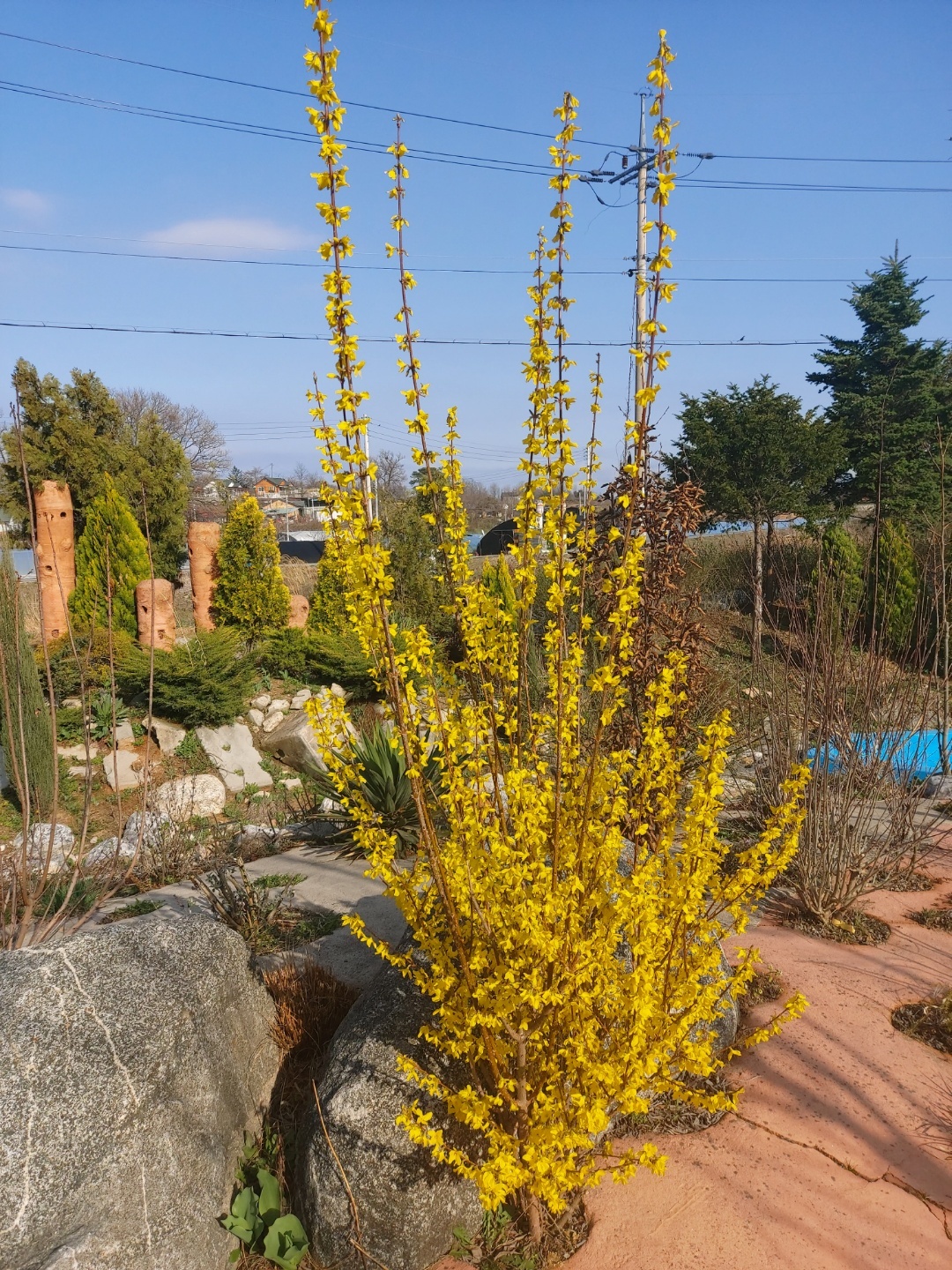 Forsythia intermedia 'Week End'